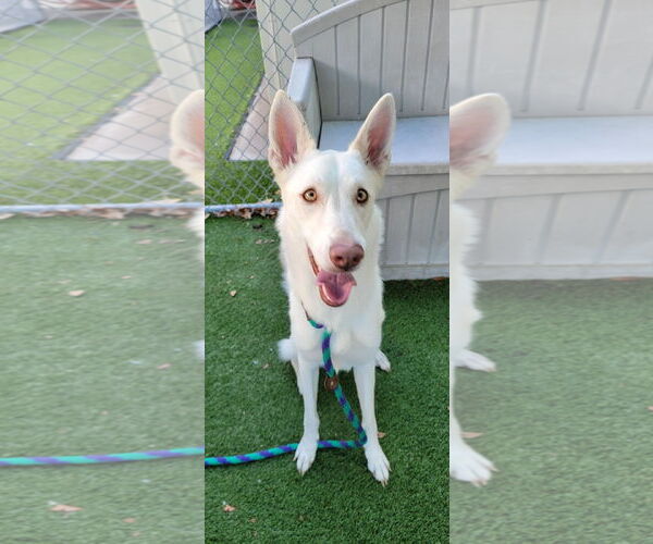 Medium Photo #7 German Shepherd Dog-Siberian Husky Mix Puppy For Sale in Valrico, FL, USA