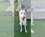 Small #6 German Shepherd Dog-Siberian Husky Mix