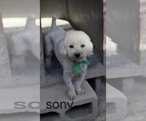Poochon Dogs for adoption in Minneapolis, MN, USA