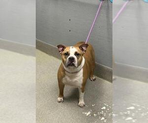 Bulldog-Unknown Mix Dogs for adoption in Las Vegas, NV, USA
