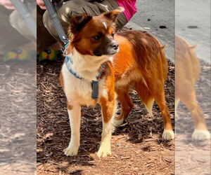 Cavalier King Charles Spaniel-Unknown Mix Dogs for adoption in Fairfax, VA, USA