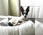 Small #10 Chihuahua Mix