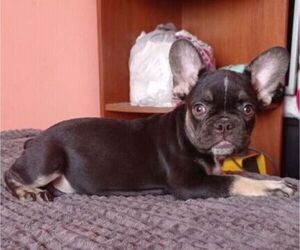 French Bulldog Puppy for sale in JACKSONVILLE, FL, USA