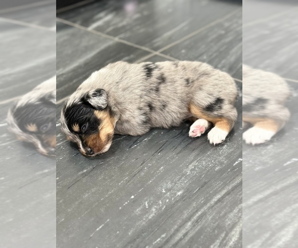 Medium Photo #13 Australian Shepherd Puppy For Sale in NEW BRAUNFELS, TX, USA