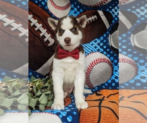 Medium Photo #2 Siberian Husky Puppy For Sale in QUARRYVILLE, PA, USA