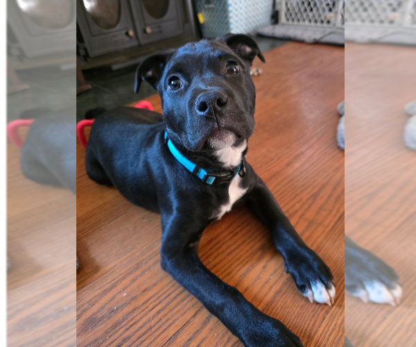 Medium Photo #4 Mutt Puppy For Sale in Raleigh, NC, USA