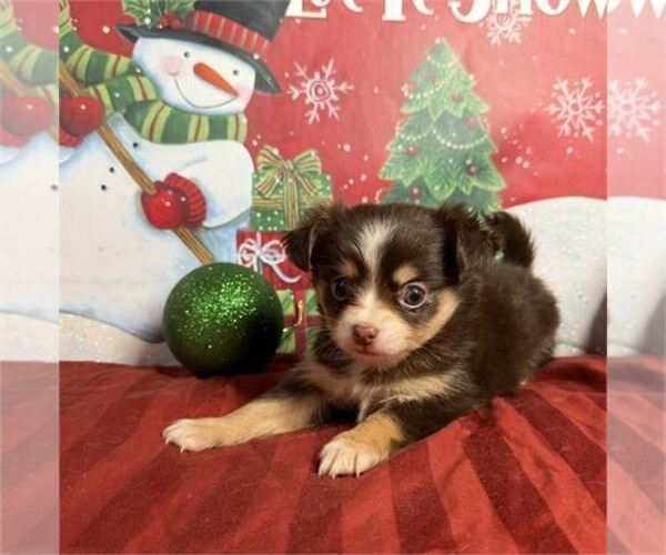 Medium Photo #21 Chihuahua Puppy For Sale in PEMBROKE PINES, FL, USA