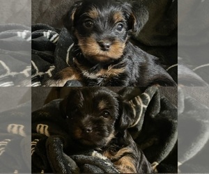 Yorkshire Terrier Puppy for sale in LOWELL, MA, USA