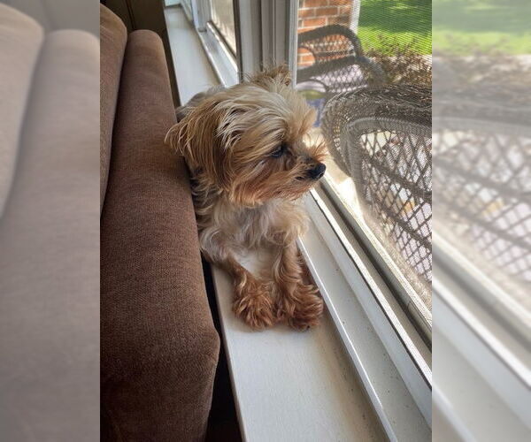 Medium Photo #2 Mutt Puppy For Sale in Allentown,, PA, USA