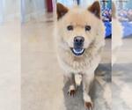 Small #3 Chow Chow Mix