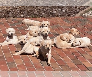Labrador Retriever Litter for sale in INDIAN TRAIL, NC, USA