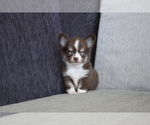 Small Photo #5 Chihuahua Puppy For Sale in SAN FRANCISCO, CA, USA