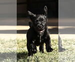 Small #14 American Pit Bull Terrier-Labrador Retriever Mix