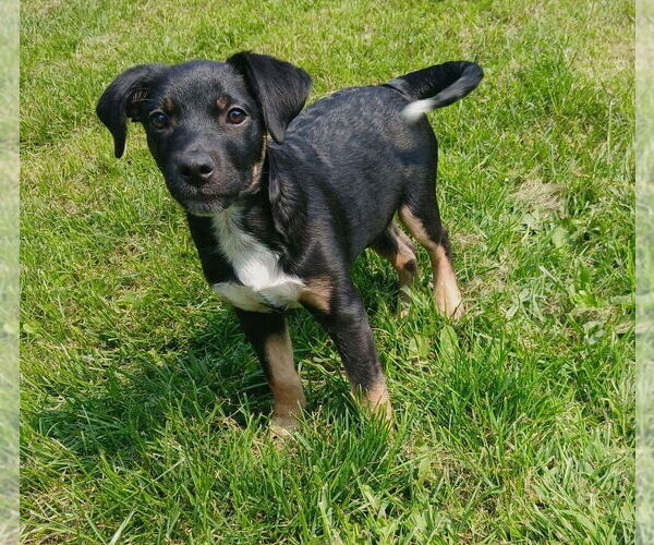 Medium Photo #10 Australian Shepherd-Unknown Mix Puppy For Sale in Glen Haven, WI, USA