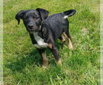 Small #9 Australian Shepherd Mix