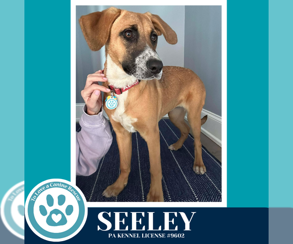 Medium Photo #6 Boxador Puppy For Sale in Kimberton, PA, USA