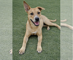 Small #2 Labrador Retriever Mix