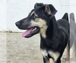 Small #2 Retriever  Mix