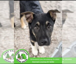 Australian Shepherd-Unknown Mix Dogs for adoption in Stroudsburg, PA, USA