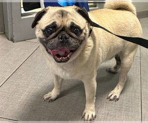 Pug Dogs for adoption in Rancho Cucamonga, CA, USA