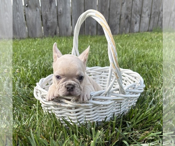 Medium Photo #3 French Bulldog Puppy For Sale in MIDDLEBURY, IN, USA