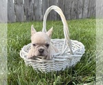 Small #2 French Bulldog