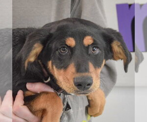 Shepweiller Dogs for adoption in Huntley, IL, USA