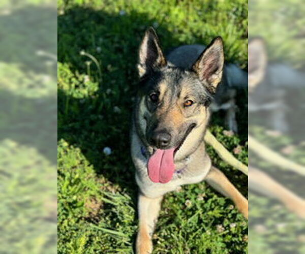 Medium Photo #2 German Shepherd Dog Puppy For Sale in Kansas City, MO, USA