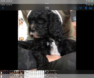 Cavapoo-Poodle (Standard) Mix Puppy for sale in KOKOMO, IN, USA