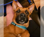Small Photo #16 German Shepherd Dog-Unknown Mix Puppy For Sale in Minneapolis, MN, USA