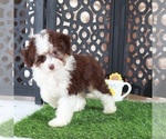 Small #1 Aussie-Poo