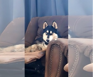 Father of the Siberian Husky puppies born on 05/23/2025