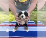 Puppy Puppy 5 Bernese Mountain Dog