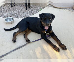 Rottweiler Dogs for adoption in Gilbert, AZ, USA