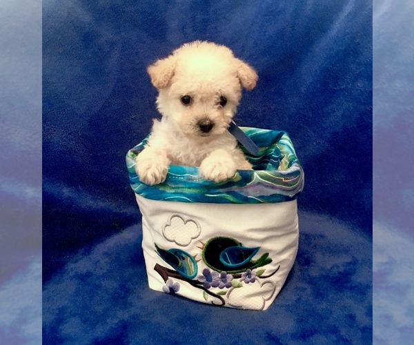 Medium Photo #10 Poodle (Toy) Puppy For Sale in SAFFORD, AZ, USA