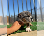 Small #3 English Bulldog