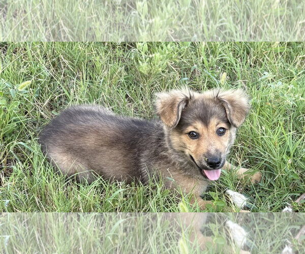 Medium Photo #2 Pomeranian-Unknown Mix Puppy For Sale in Denton, TX, USA