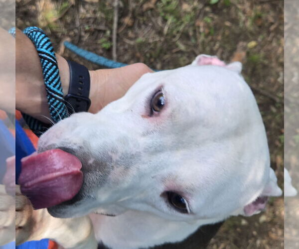 Medium Photo #3 Mutt Puppy For Sale in Jackson, MS, USA