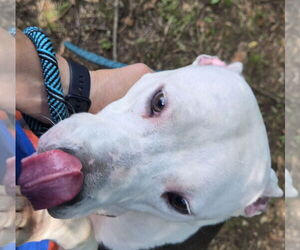 Dixie - Female Mutt Dog for Adoption - Photo #3