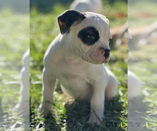 Medium Photo #3 American Bulldog Puppy For Sale in PLUMAS LAKE, CA, USA