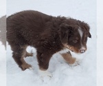 Small Photo #8 Australian Shepherd Puppy For Sale in SAUK RAPIDS, MN, USA