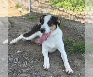 Pointer Dogs for adoption in Conroe, TX, USA