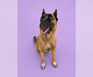 Mutt Dogs for adoption in HESPERIA, CA, USA