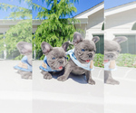 Small Photo #7 French Bulldog Puppy For Sale in ARLINGTON, WA, USA
