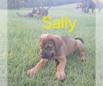 Small #2 Doberman Pinscher