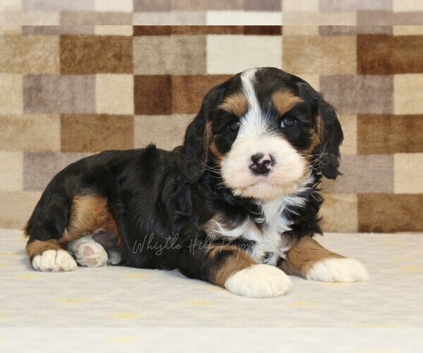 Medium Photo #3 Bernedoodle (Miniature)-Cavapoo (Miniature) Mix Puppy For Sale in DENVER, PA, USA