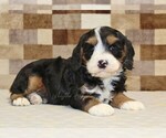 Small #2 Bernedoodle (Miniature)-Cavapoo (Miniature) Mix