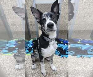 German Shepherd Dog-Unknown Mix Dogs for adoption in Martinsburg, WV, USA