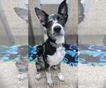 Small German Shepherd Dog Mix