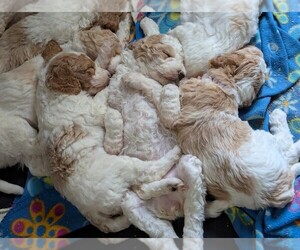 Goldendoodle Puppy for Sale in HOUSEVILLE, New York USA